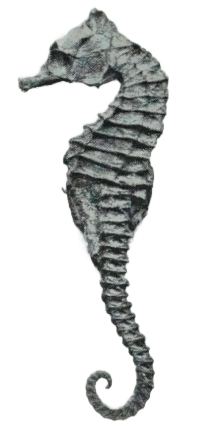 Seahorse