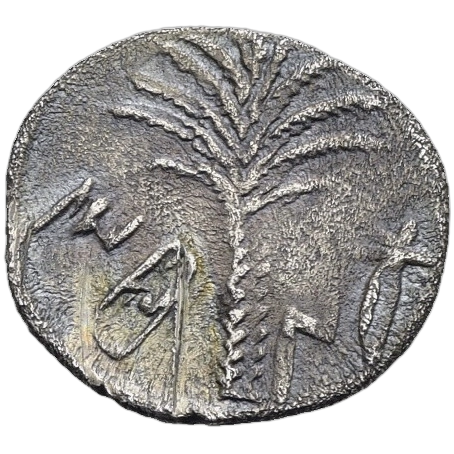 Palm tree.
